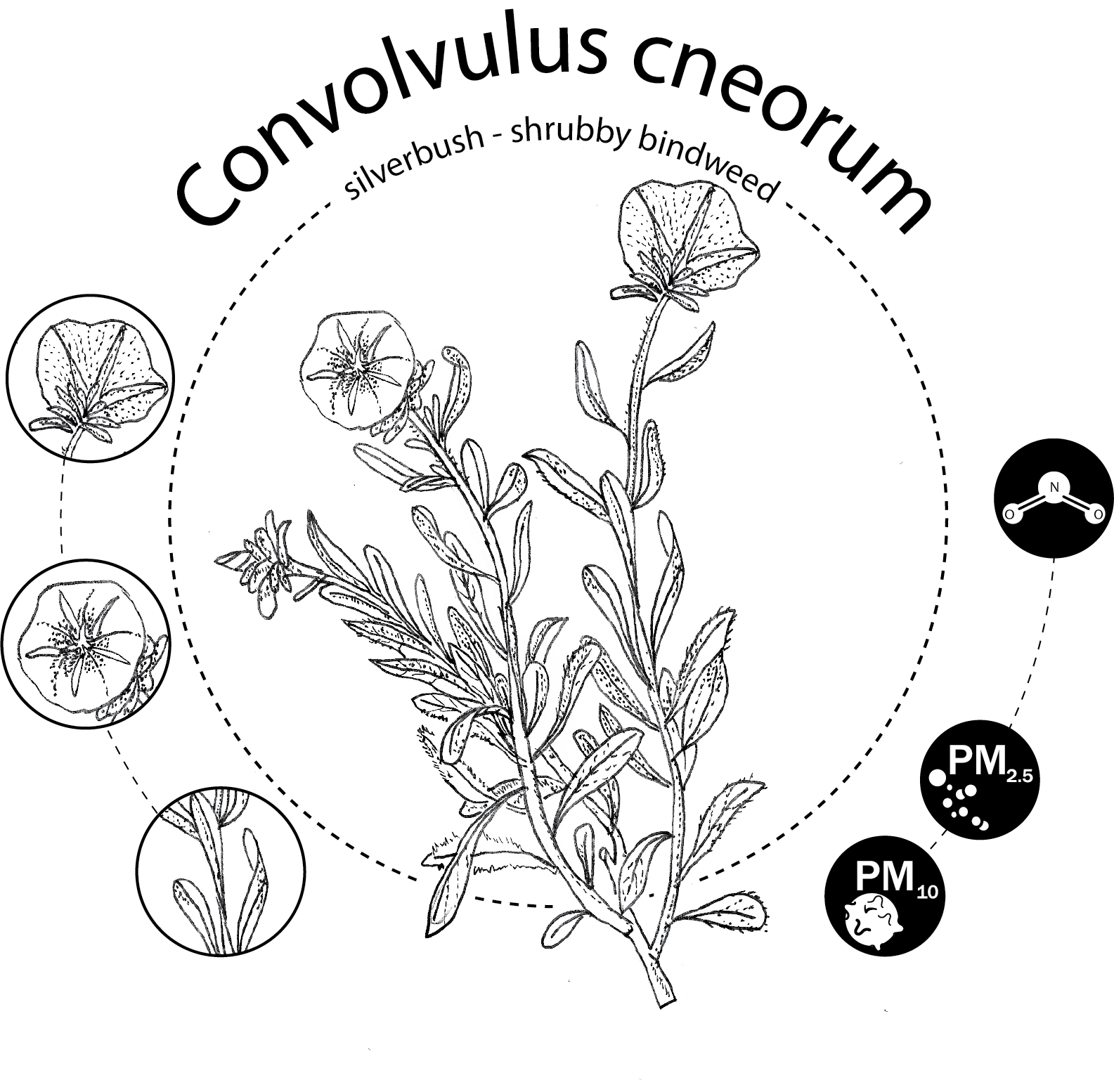 Convolvulus